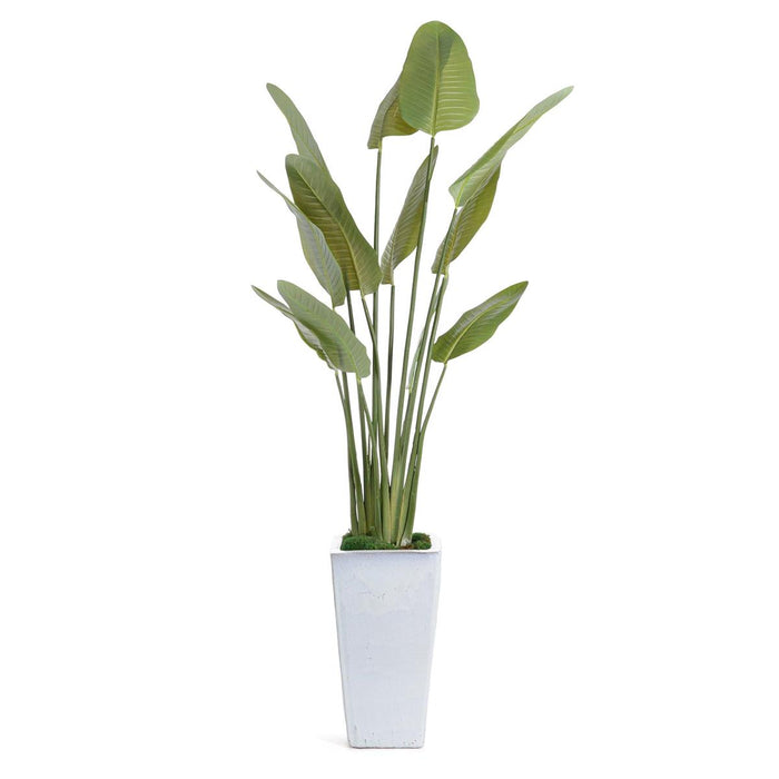 Birds of Paradise in White Glazed Pot