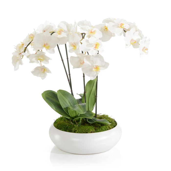 Orchids in Bloom