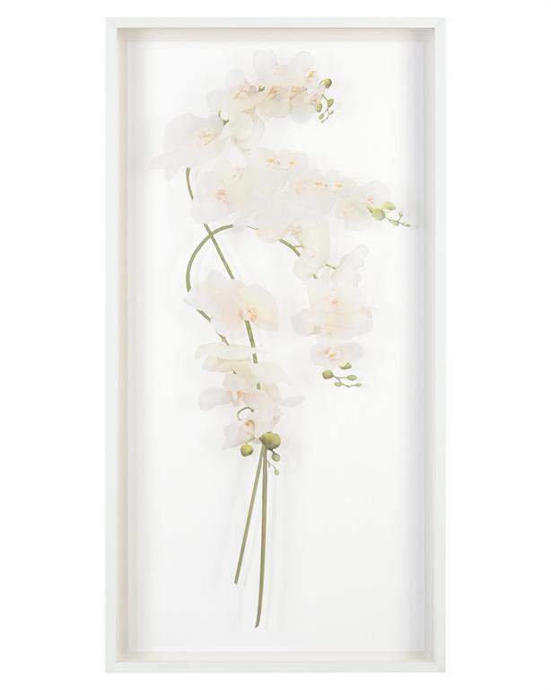 Franze Study of Orchids Shadow Box (2 Styles Available) - Luxury Living Collection