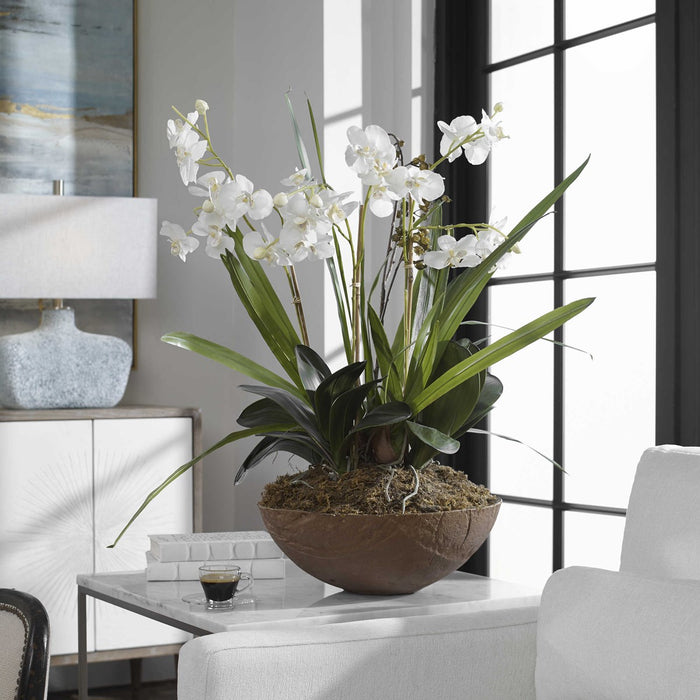 Tranquil Moth Orchid in Planter