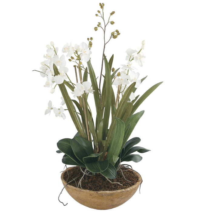 Tranquil Moth Orchid in Planter