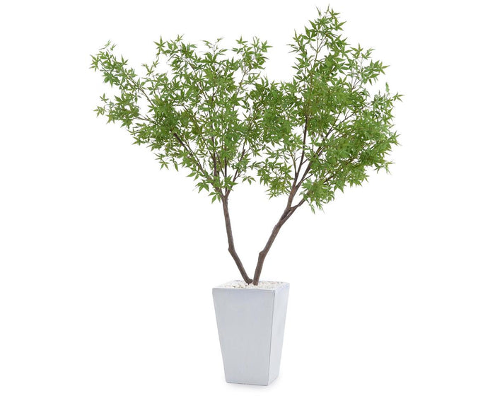 Qiana White Maples in Pot - Luxury Living Collection