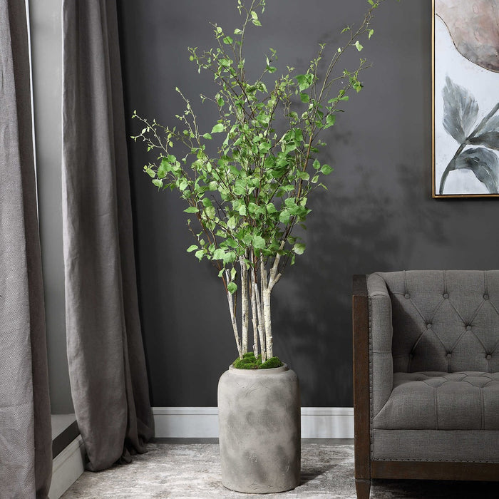 Yoma River Birch in Pot