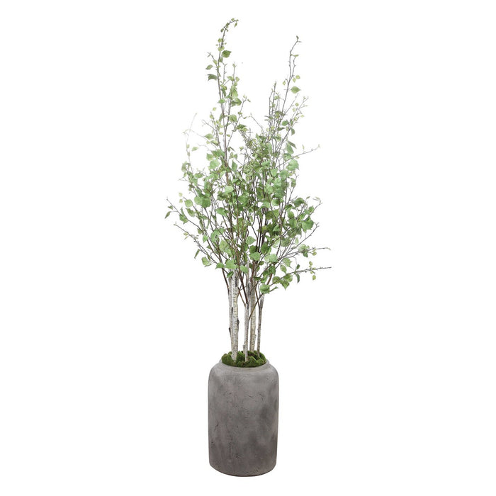 Yoma River Birch in Pot