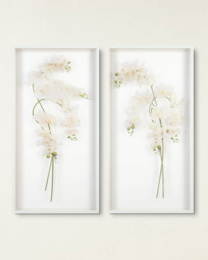 Franze Study of Orchids Shadow Box (2 Styles Available) - Luxury Living Collection