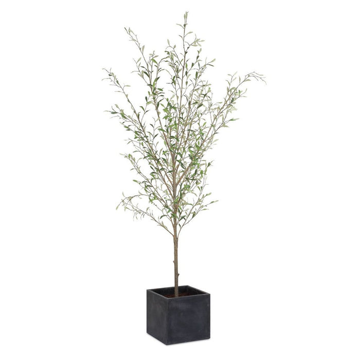 Alice 91" Potted Olive Tree