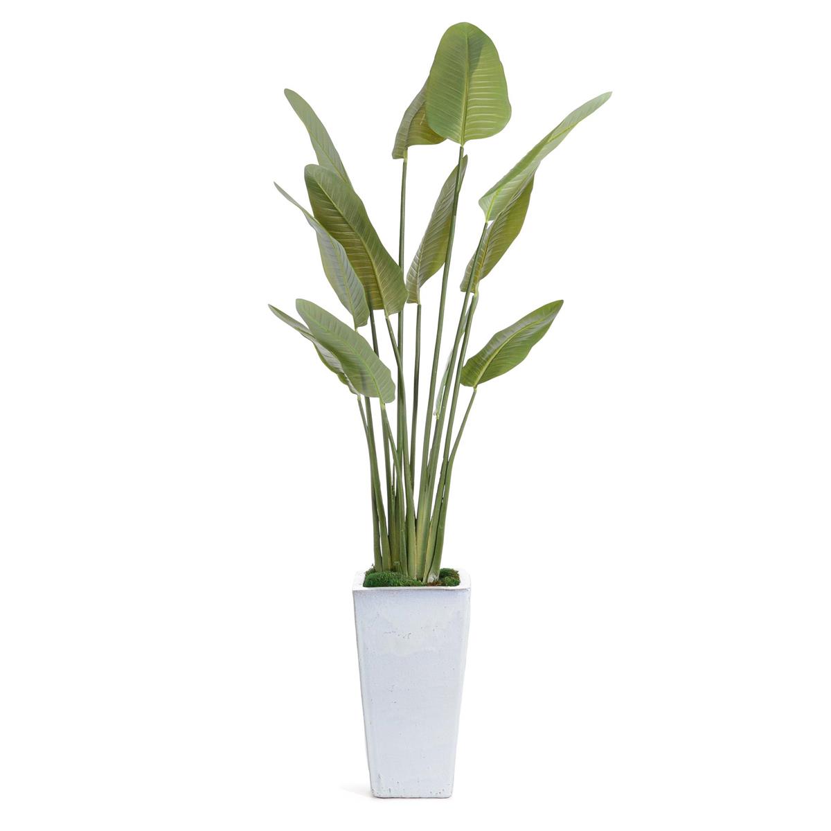 Birds of Paradise in White Glazed Planter