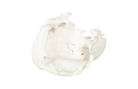 Hadley Cast Root Open Faux Bleached Bowl