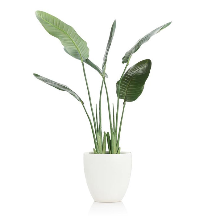 Birds of Paradise 46” in White Ceramic Planter