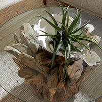 Argos 36" Natural Teak Driftwood Sculpted Coffee Table