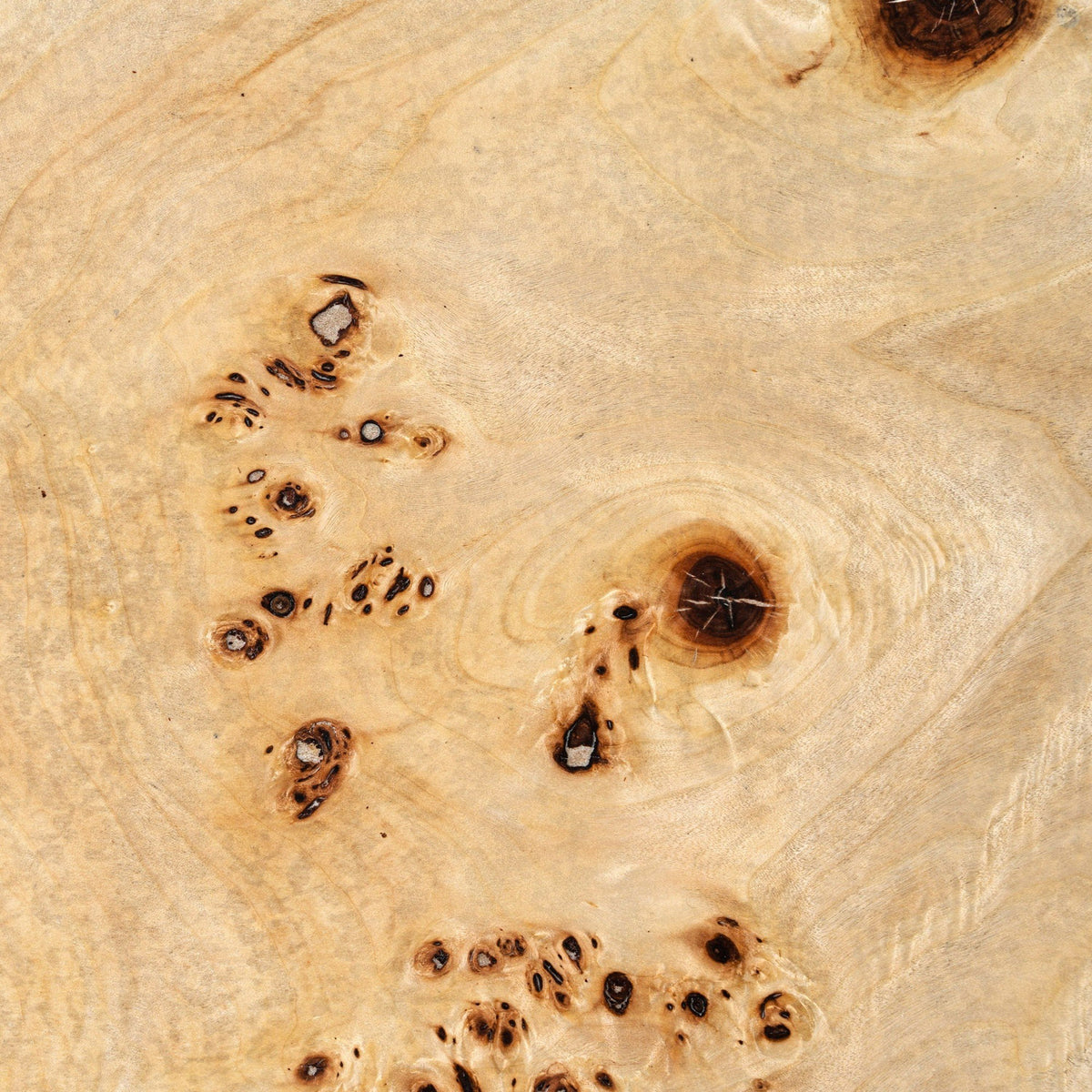Kota Modern Mapa Burl Round Coffee Table