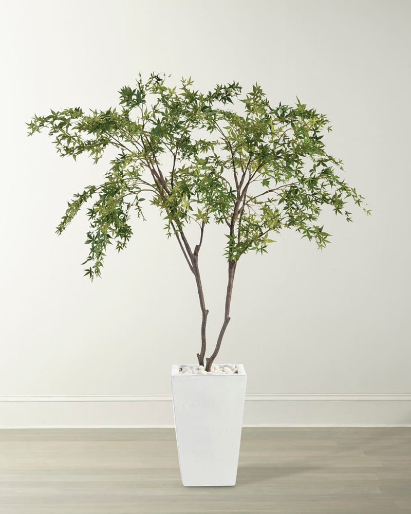 Qiana White Maples in Pot - Luxury Living Collection