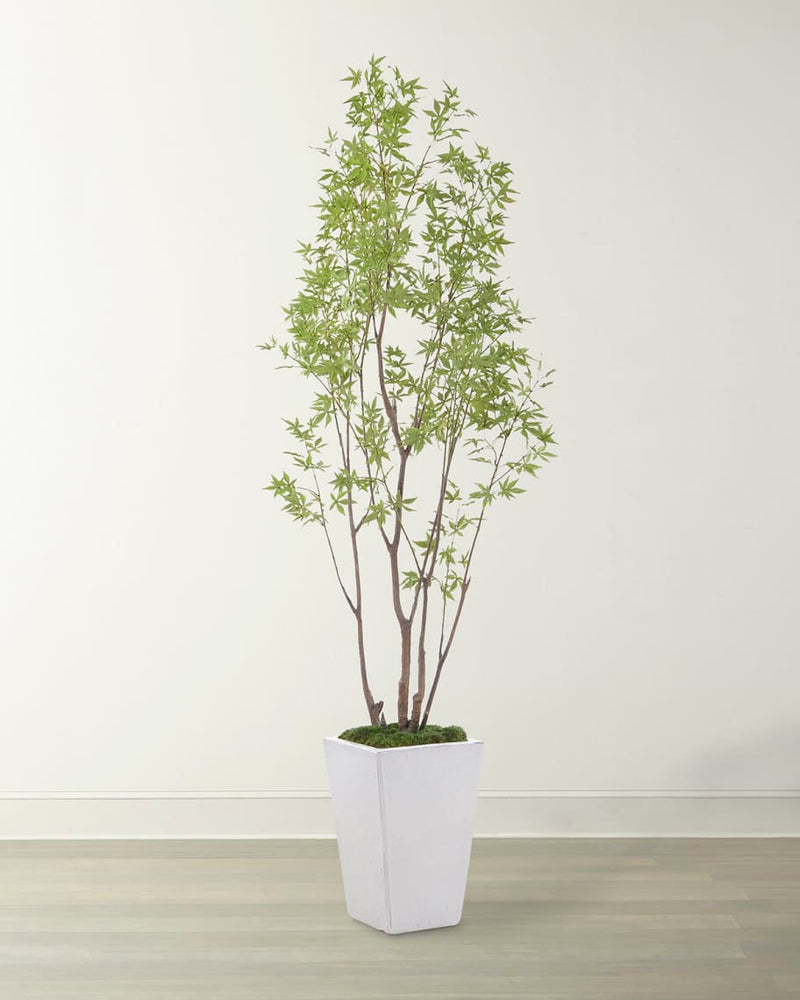 Raya Amur Maple in Planter - Luxury Living Collection