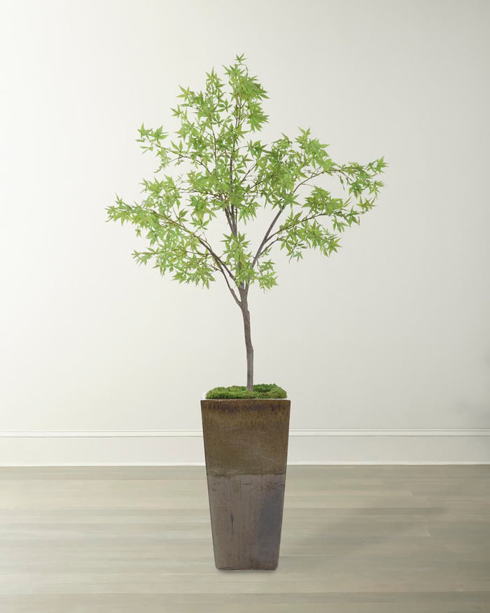Erica Mossy Maple in Pot - Luxury Living Collection