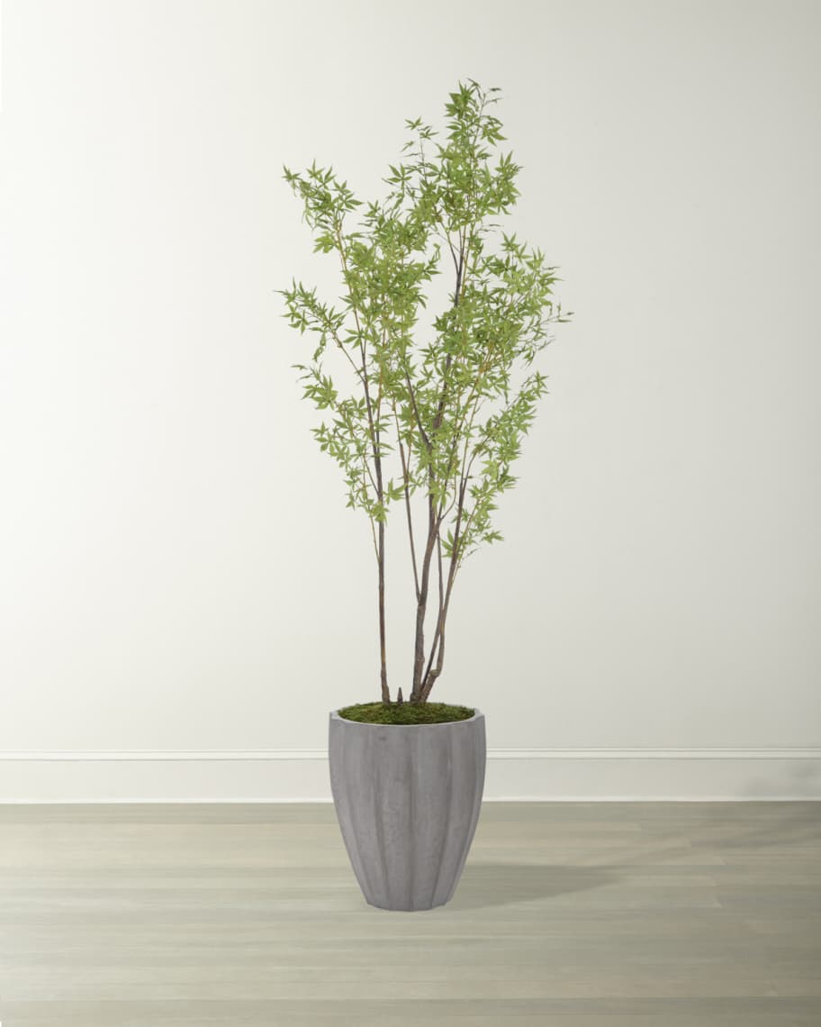 Raya Rocky Mountain Maple in Pot - Luxury Living Collection