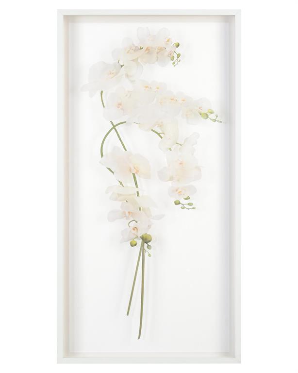 Franze Study of Orchids Shadow Box - Luxury Living Collection