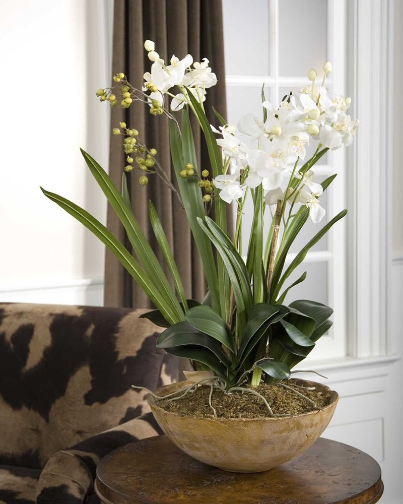 Tranquil Moth Orchid in Planter