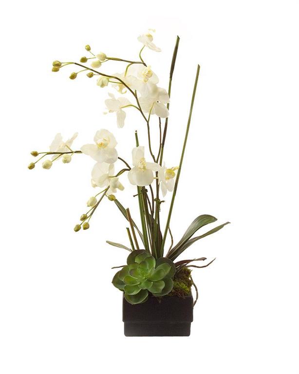 Margareta Phalaenopsis Orchid in Planter - Luxury Living Collection