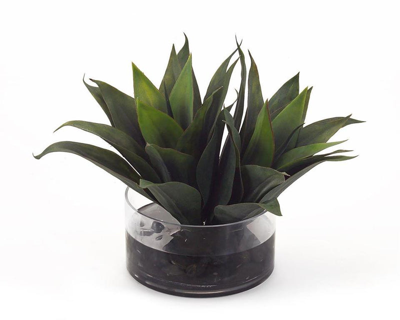Hedda Aqua Agave in Container - Luxury Living Collection