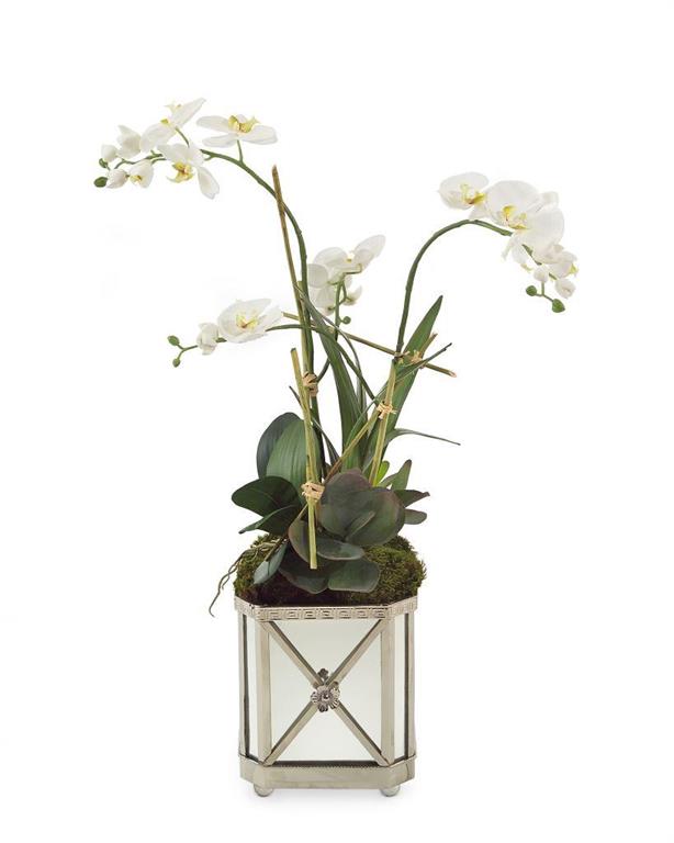 Annella Silver Orchids in Container - Luxury Living Collection
