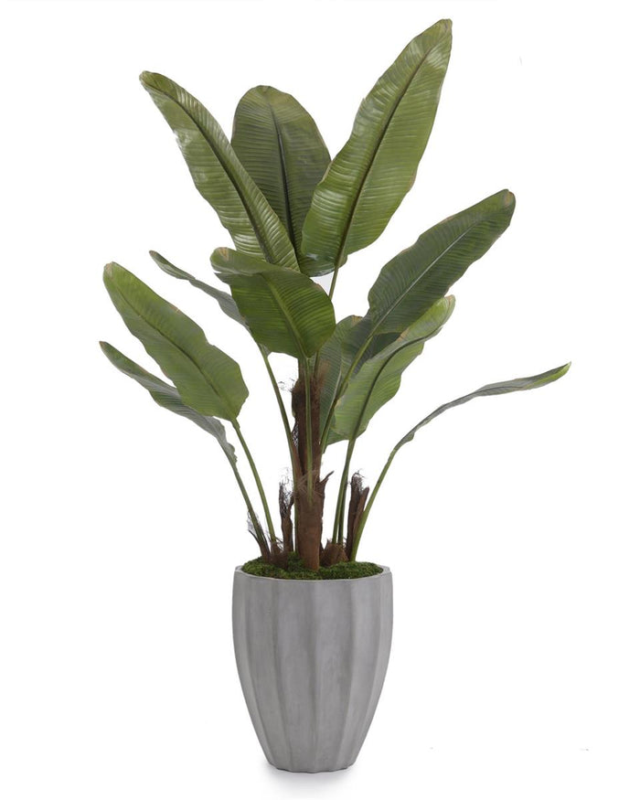Basra New Banana Tree in Container - Luxury Living Collection