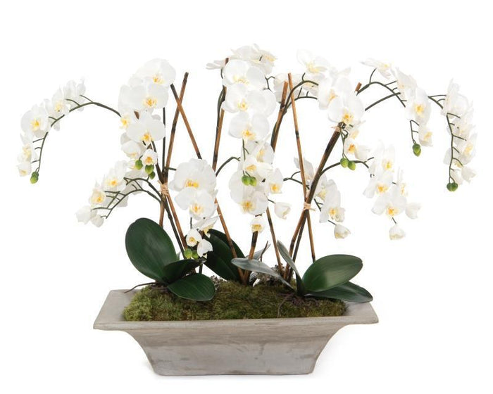 Carola Armature Orchids in Container - Luxury Living Collection