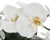 Gaetana Frost Orchids in Container - Luxury Living Collection