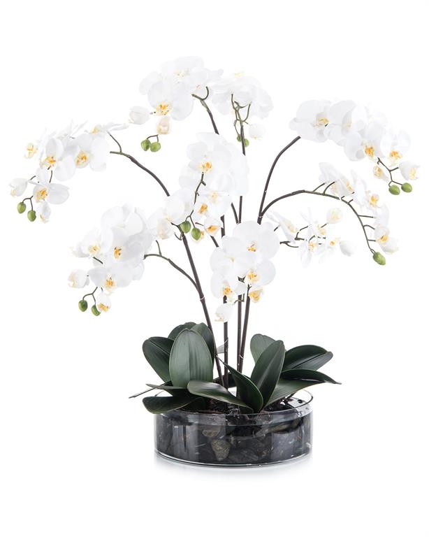 Peira Midnight Phals in Vase - Luxury Living Collection