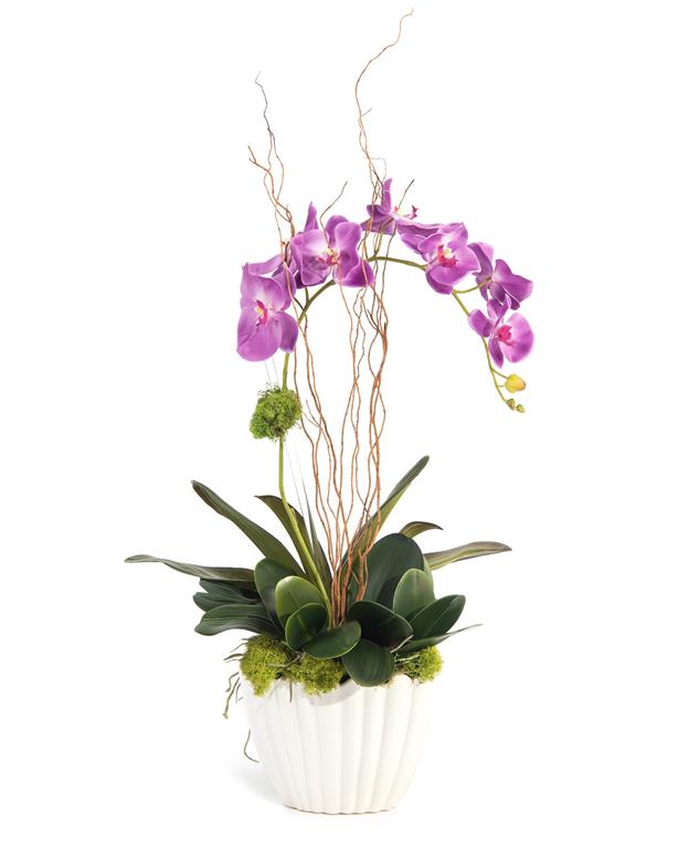 Quesley Vibrant Asian Orchid in Vase - Luxury Living Collection
