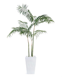 Qiana White Palms in Pot - Luxury Living Collection