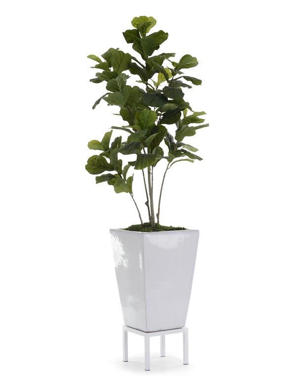 Nyala Fiddle-Leaf Fig in Pot - Luxury Living Collection