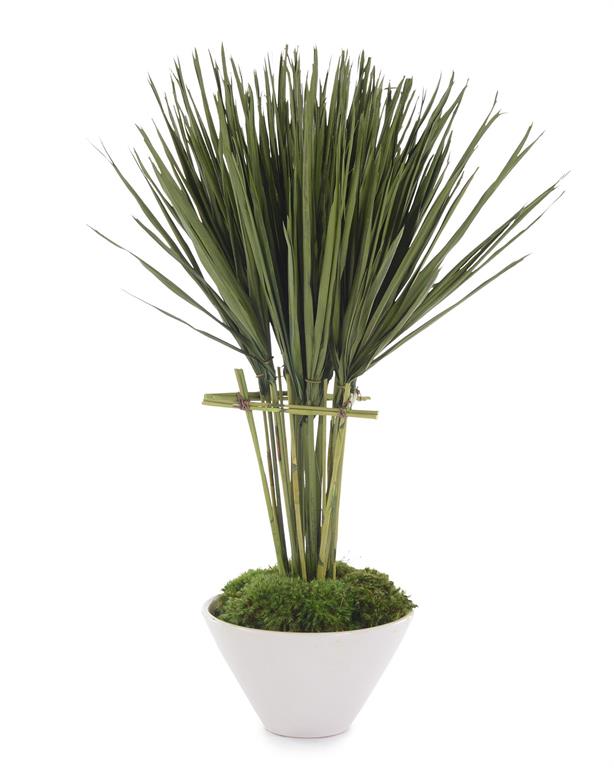 Ilaria Palmetto Topiary in Bowl - Luxury Living Collection