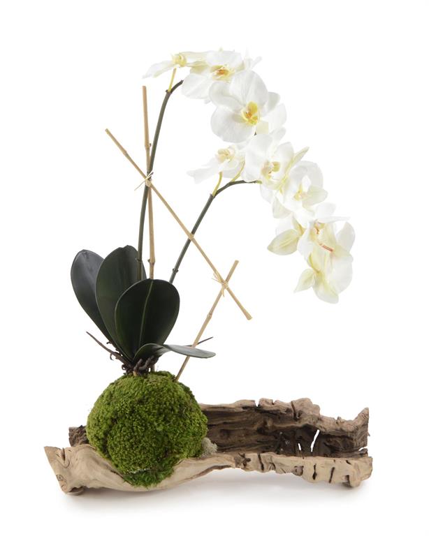 Cece Organic Phalaenopsis in Log - Luxury Living Collection
