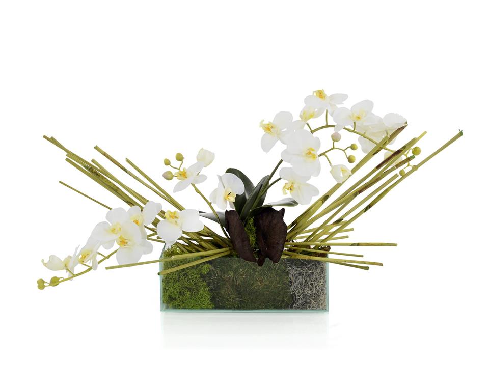Gael Mossy Orchid in Vase - Luxury Living Collection