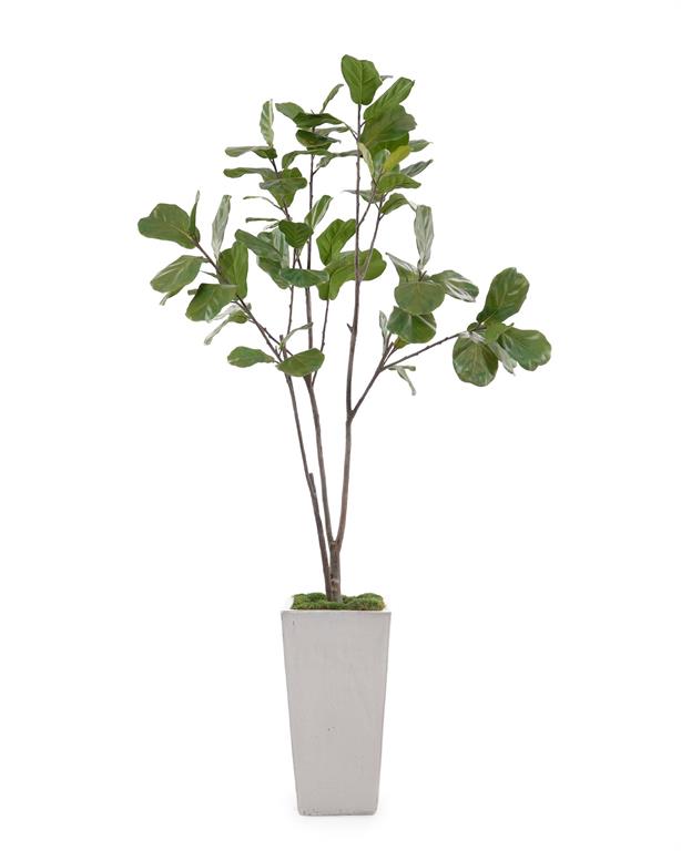 Letitia Grey Fig in Planter - Luxury Living Collection