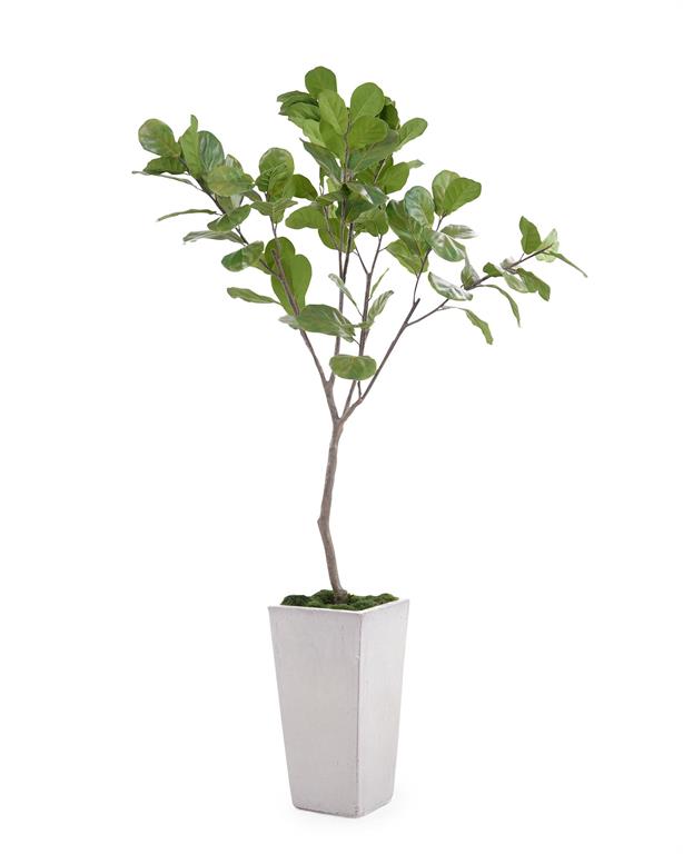 Letitia Tarro Fig Tree in Planter - Luxury Living Collection