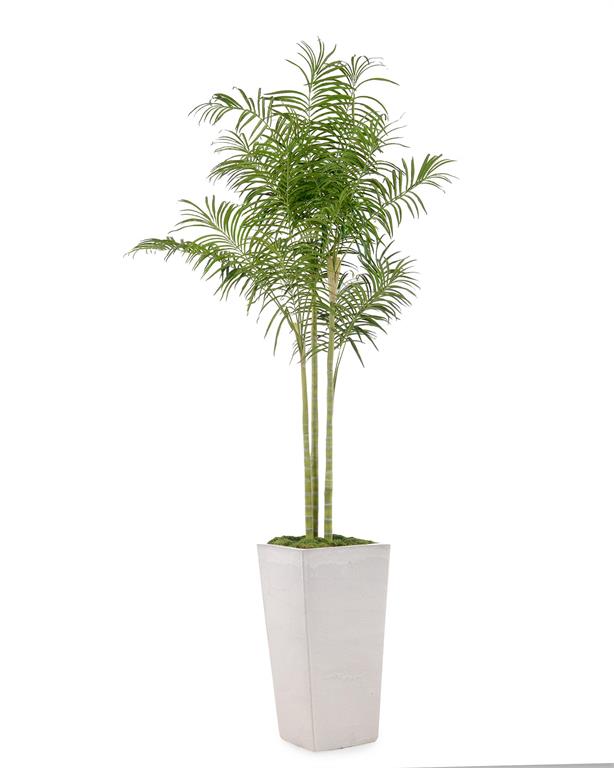 Morgane West Coast Palm in Planter - Luxury Living Collection