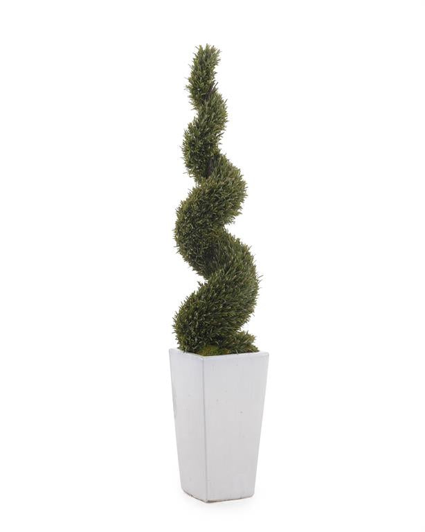 Modeste White Rosemary in Planter - Luxury Living Collection
