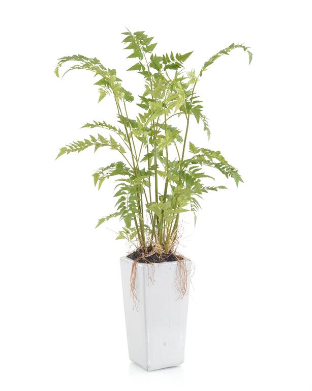 Marjolaine Woodland Fern in Planter - Luxury Living Collection