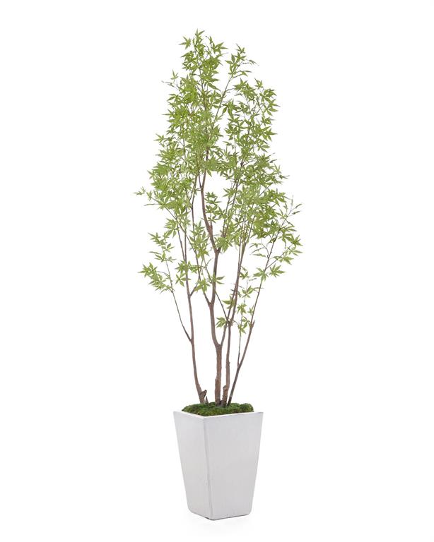 Raya Amur Maple in Planter - Luxury Living Collection