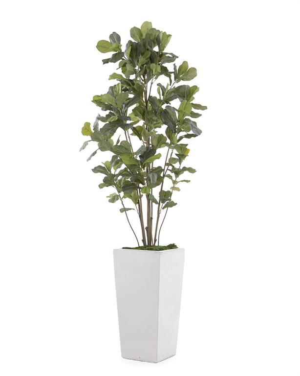 Letitia Grey-White Fig in Planter - Luxury Living Collection