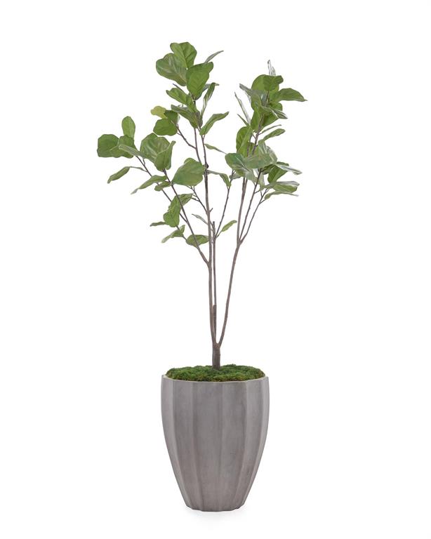 Magdalene Organic Fig in Planter - Luxury Living Collection