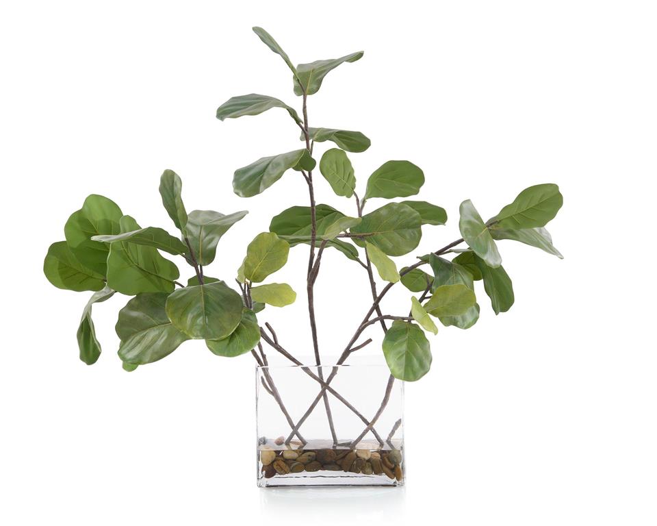 Lya Garden Fig in Container - Luxury Living Collection
