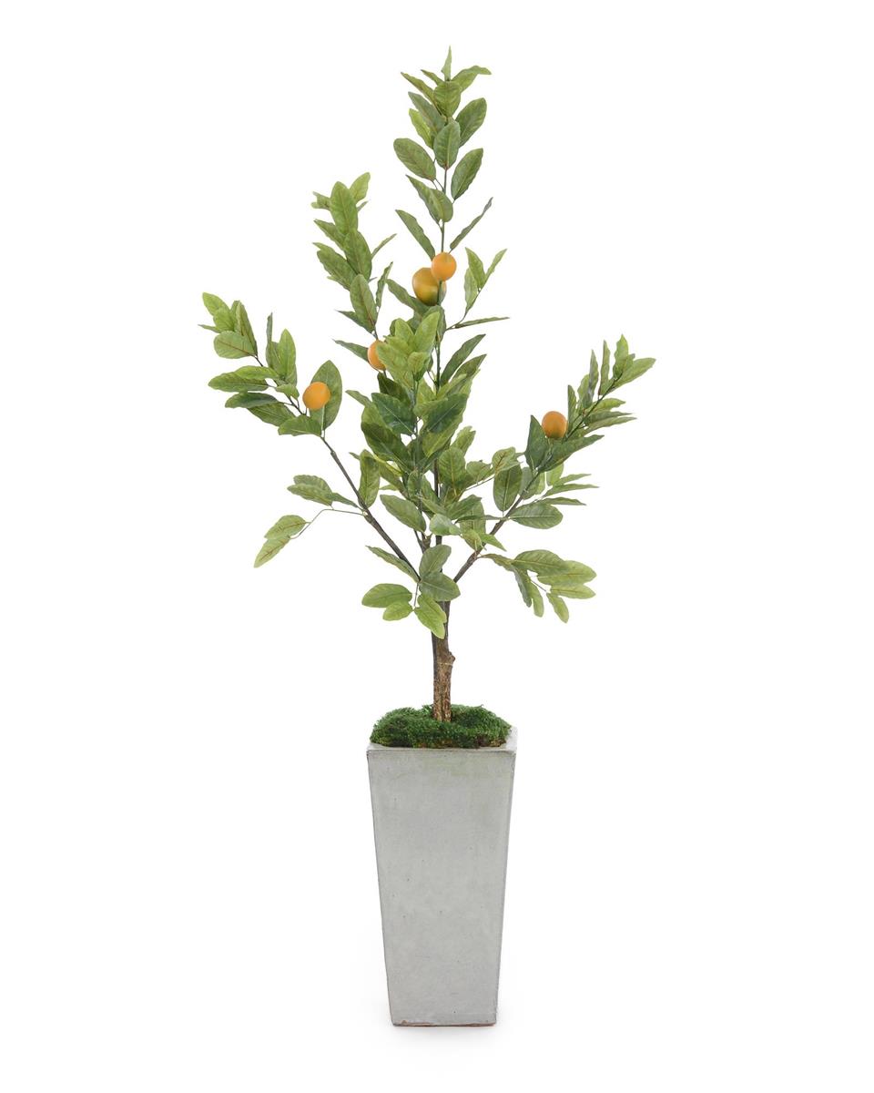 Iraidia Citrus Tree in Pot - Luxury Living Collection