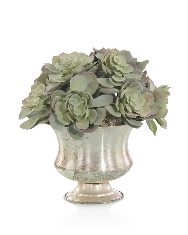 Erinna Echeveria Garden in Bowl - Luxury Living Collection