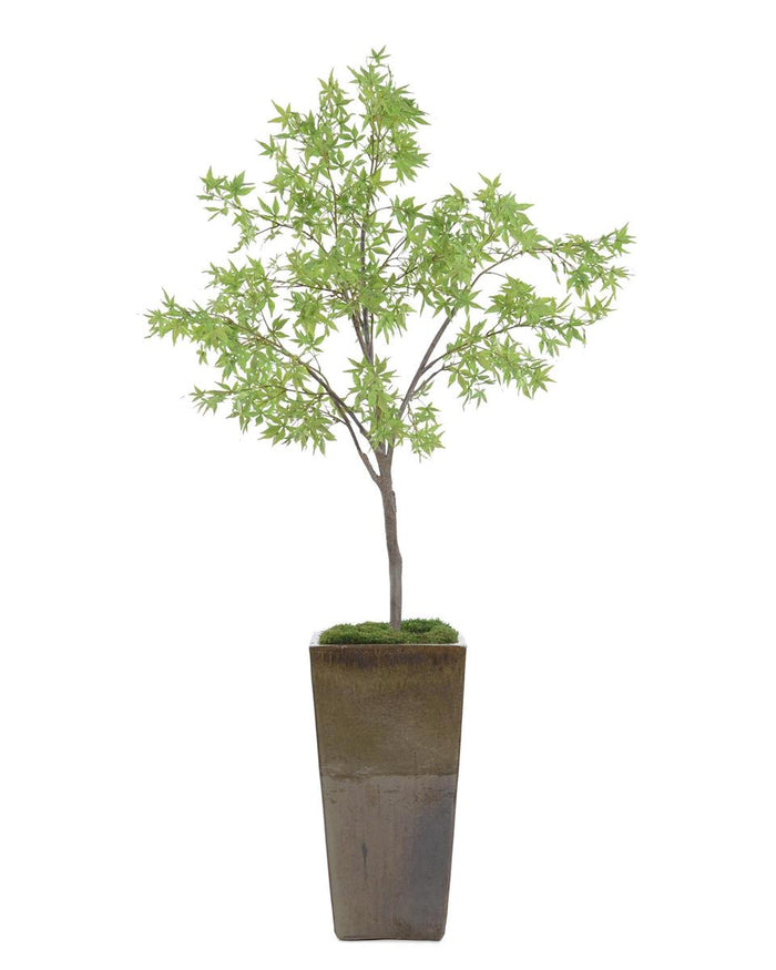 Erica Mossy Maple in Pot - Luxury Living Collection