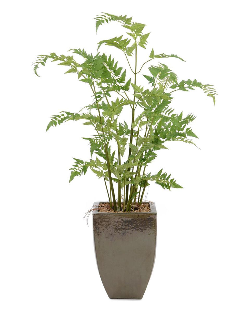 Erica Mossy Fern in Pot - Luxury Living Collection
