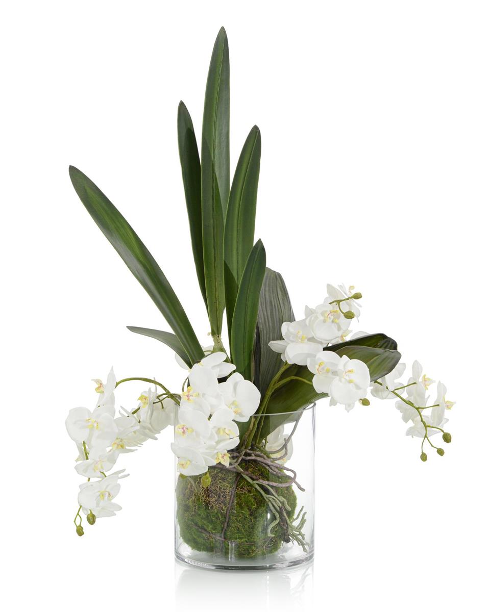 Akia Mossy Orchids in Glass Cylinder - Luxury Living Collection