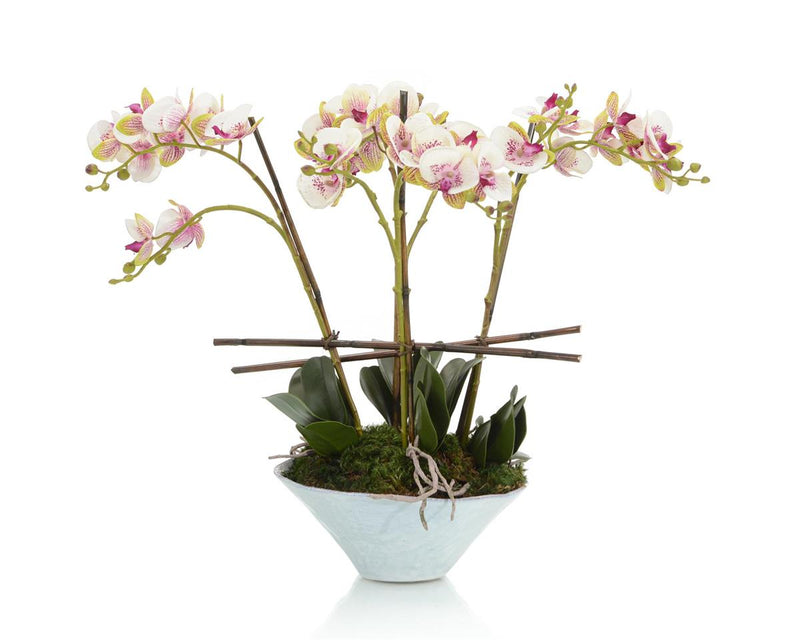 Wendy Little Gem Orchid in Pot - Luxury Living Collection