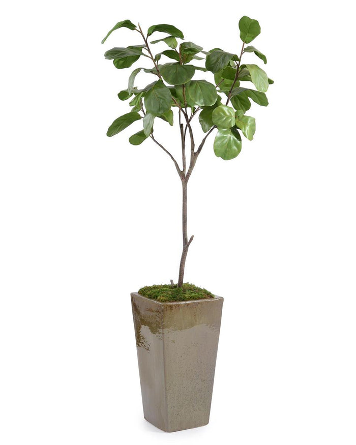 Letitia Mossy Fiddle-Leaf Fig in Pot - Luxury Living Collection